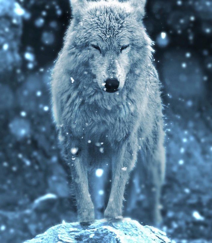 Image of a wolf standing in snowfall as a portrayal of a person being a 'lone wolf' used as a visual for the post about CAT coaching