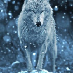 Image of a wolf in its natural surroundings in winter, used to depict the idea of a 'lone wolf' in an article about CAT Coaching Institutes